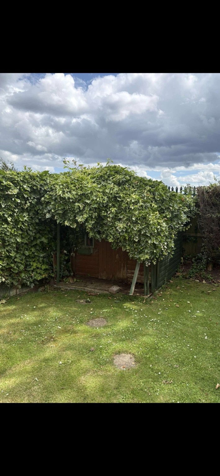 Before: Shed removal